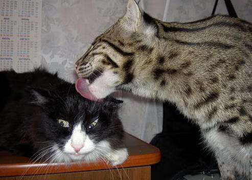 九游-【战术大师】奥沙利文：利用变招制造战局迷雾，奥沙利文的战绩