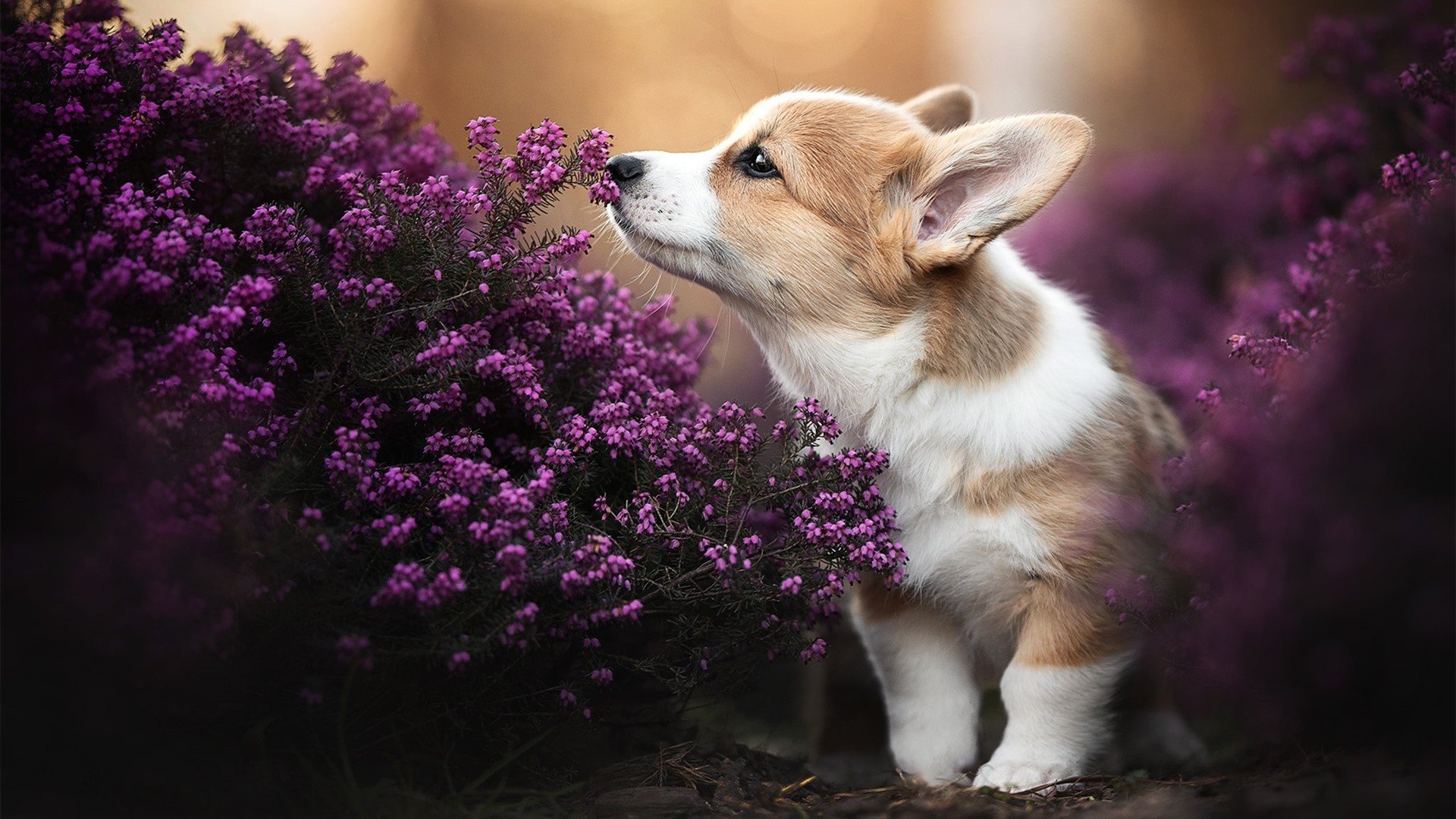 交易风云:最新转会动态全面解析,交易风云录