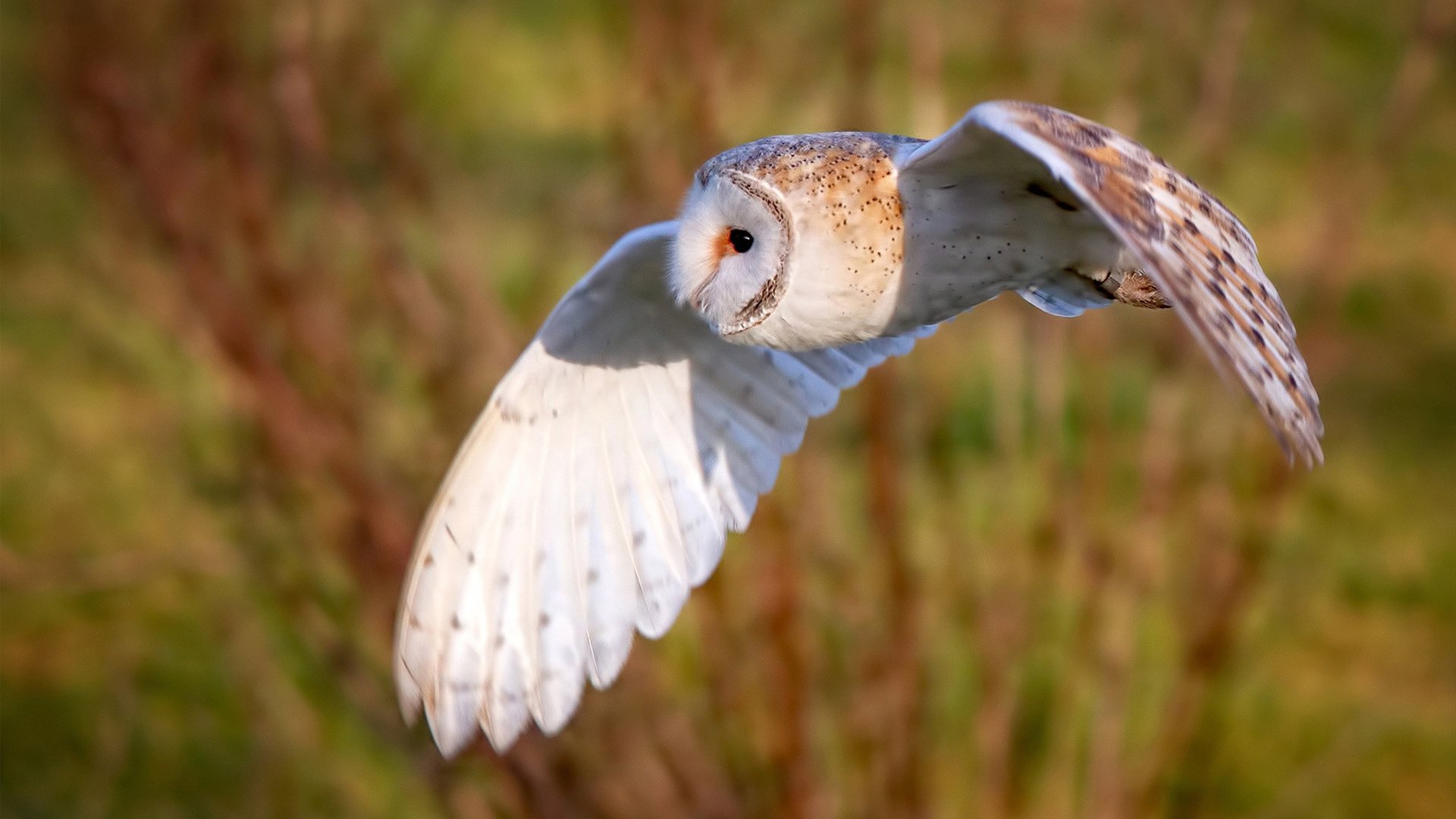 青训科技大会汇聚全球最新技术,推动青少年足球训练创新,2019足球青训营