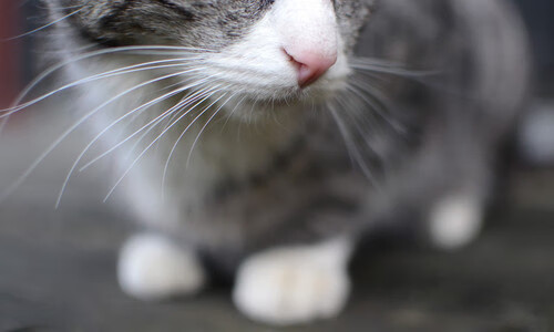 九游网游官网-利物浦进攻节奏迅猛，红军冲刺冠军，利物浦又叫红军