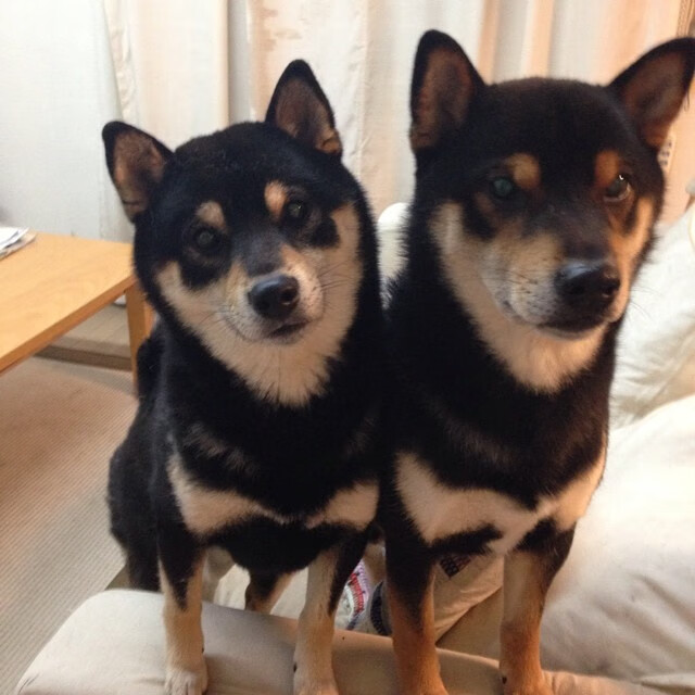 北美CS_GO战队战术调整初见成效,北美csgo战队有哪些