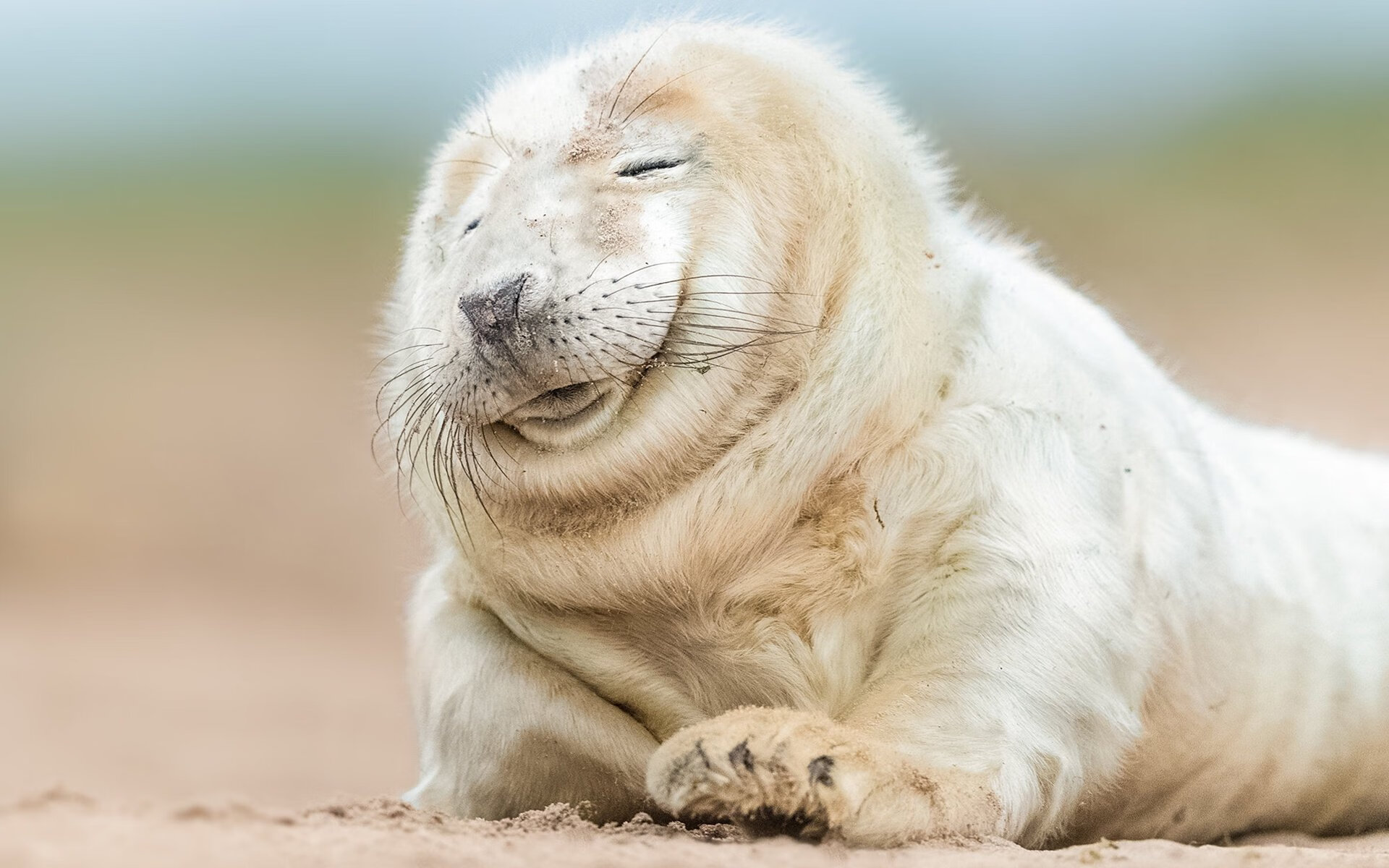 委内瑞拉队在足球比赛中强势登顶,委内瑞拉足球队强吗