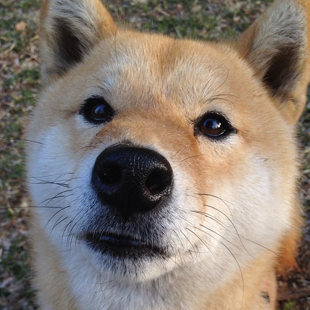 九游9游-尤文图斯客场不敌阿贾克斯，呈现惨淡状态，尤文1-2阿贾克斯