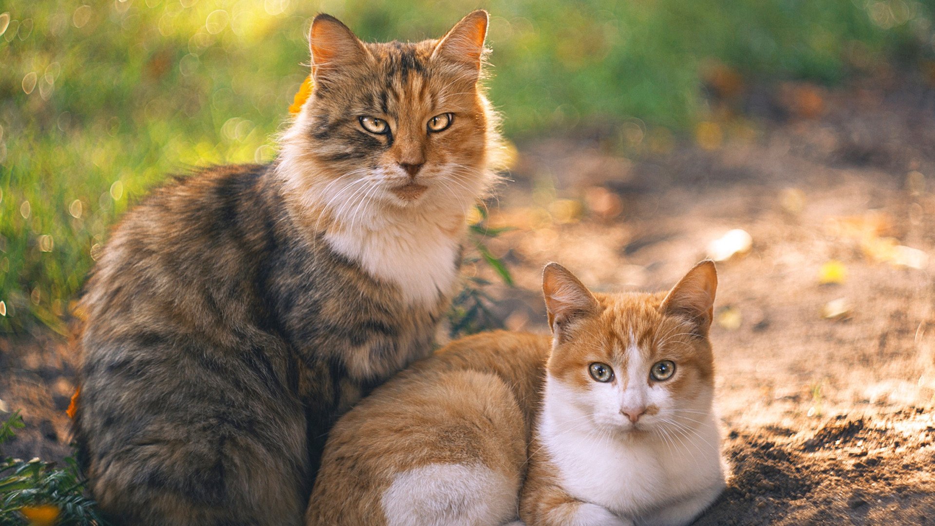 日本奥运队战术多变,攻守兼备,日本奥运队战术多变,攻守兼备的原因