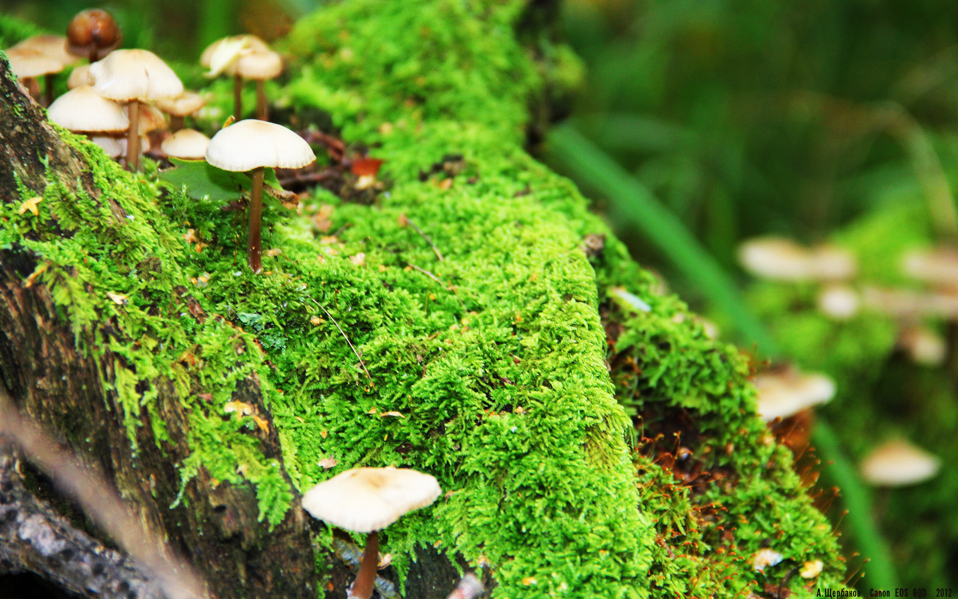 比利时队在欧洲杯期间的进攻端表现平平,比利时足球队欧洲杯