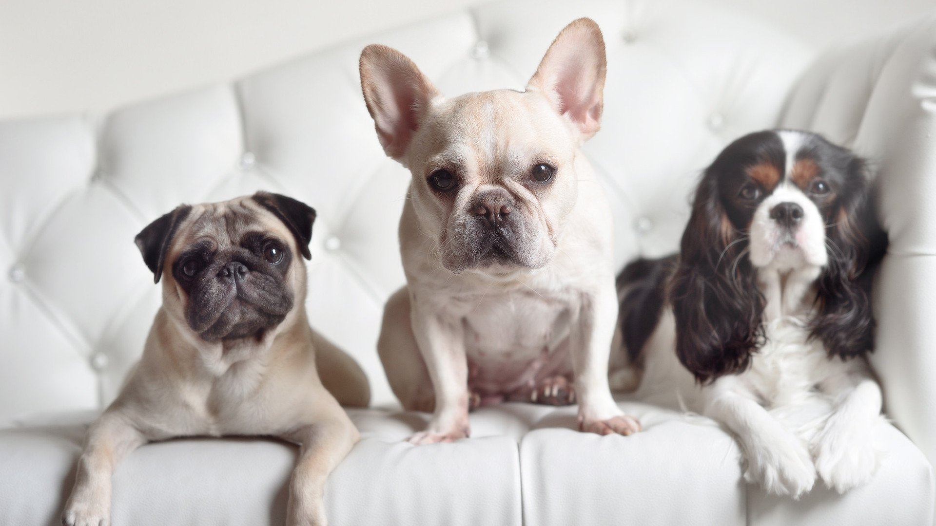 九游app官网下载-热那亚队战平拉齐奥，主场稳定状态待队长复出，热那亚球员