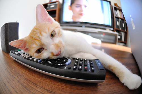 篮网状态正佳冲击季后赛席位,篮网冲击冠军