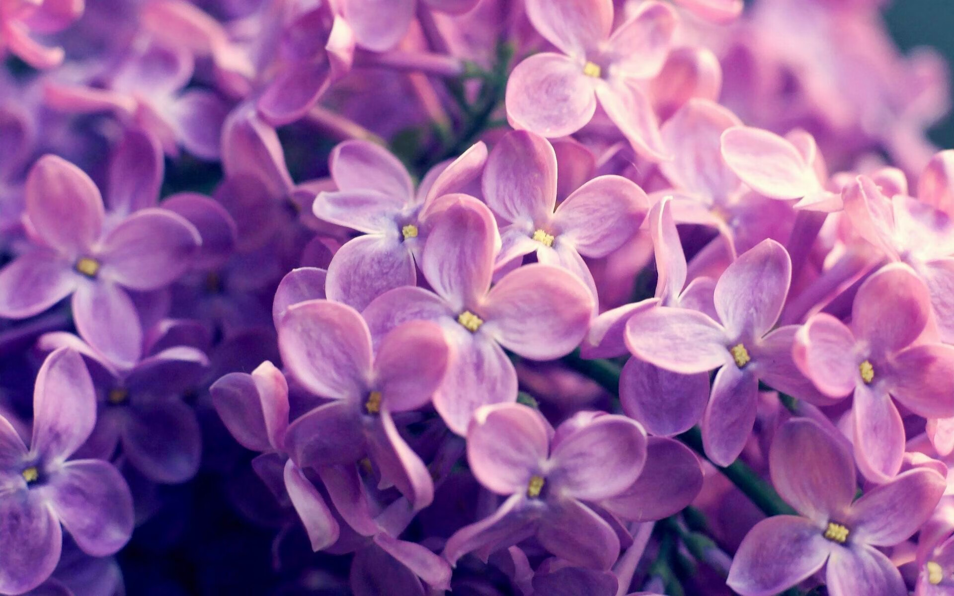 九游娱乐APP-罗马对阵那不勒斯，谁能拔得头筹，罗马和那不勒斯是什么德比