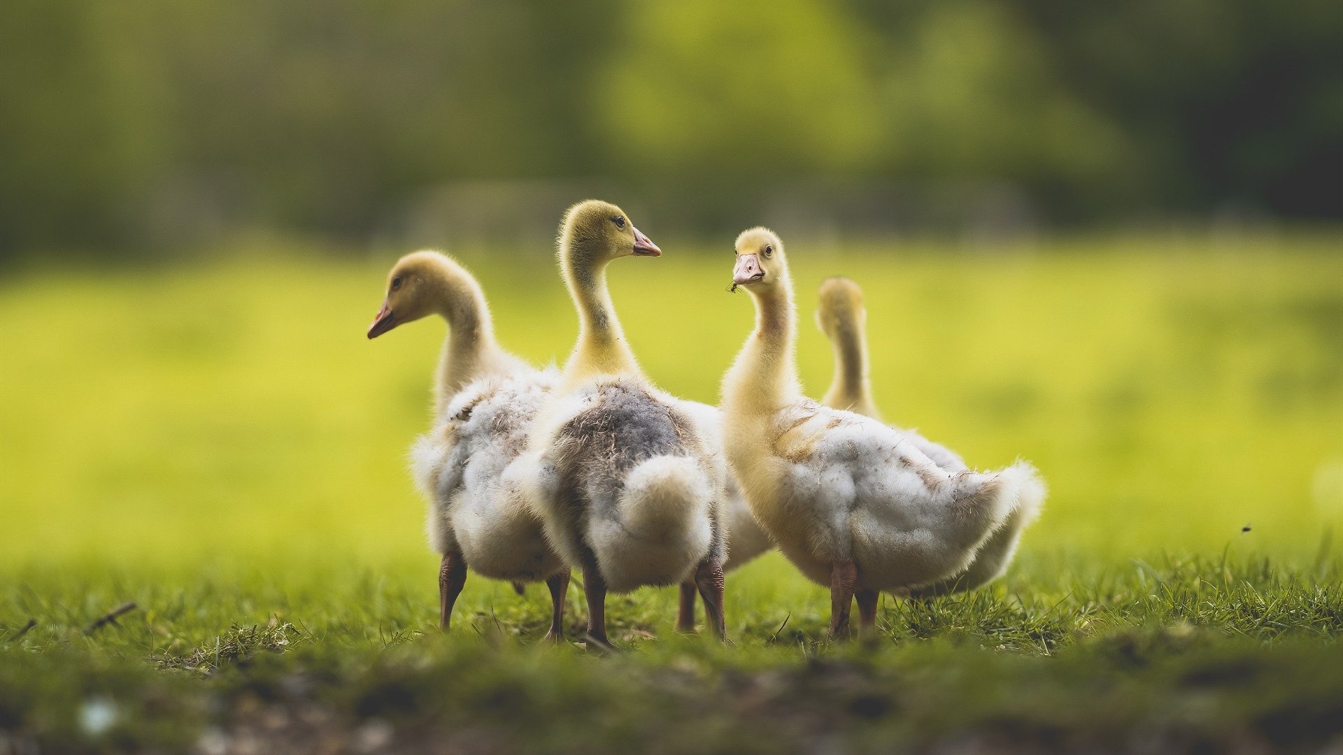 九游网游官网-萨索洛新帅接手，球队展望面临挑战，萨洛-索萨