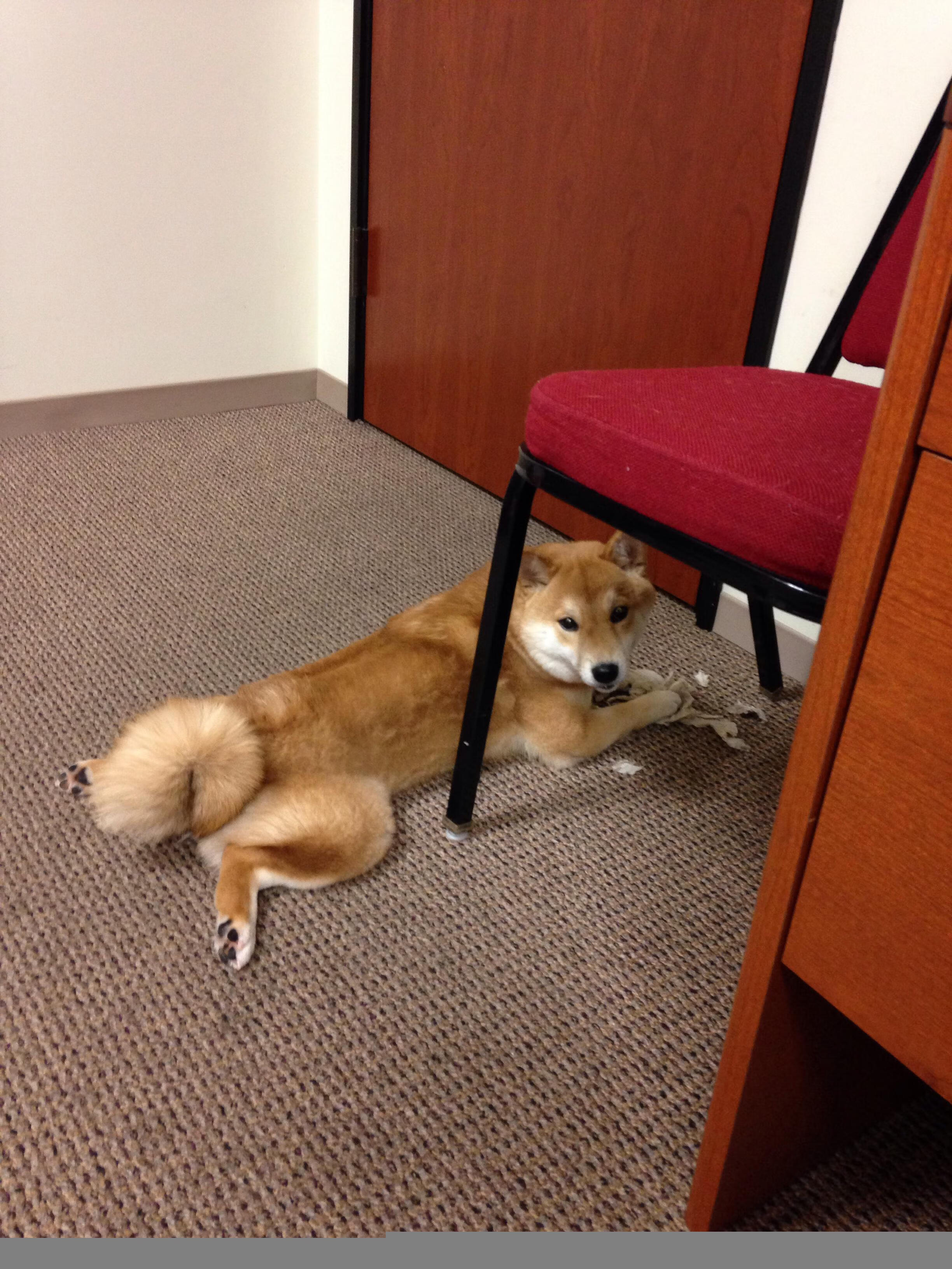 西班牙击败葡萄牙队,挺进欧国盃四强,西班牙对葡萄牙比赛结果