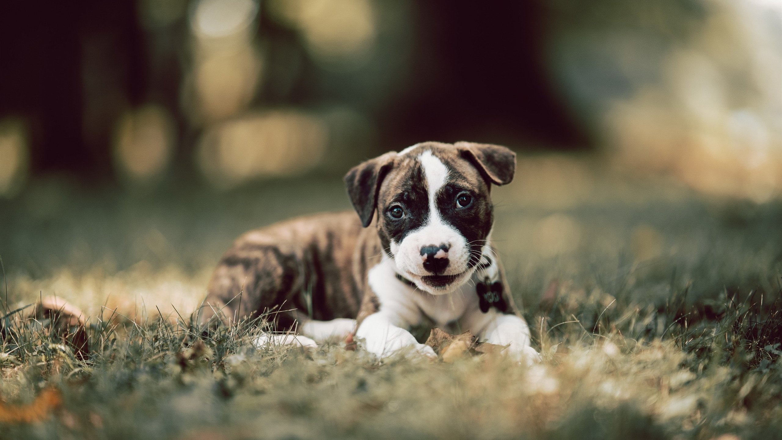 乌拉圭队在国际大赛中斗志昂扬,目标冲击奖牌