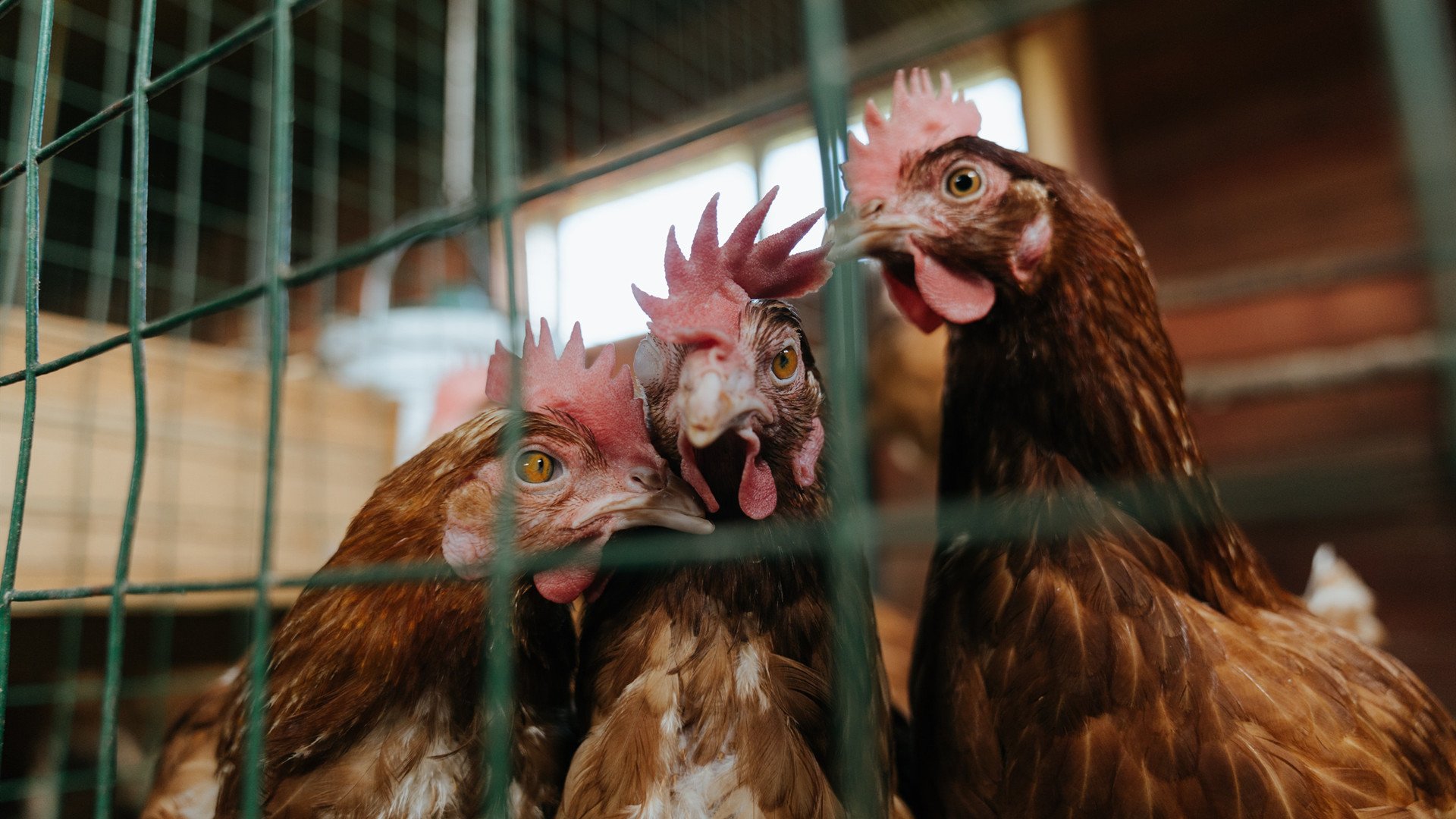 九游登录中心-巴特尔通过细致的防守和坚韧的精神，带领袋鼠队稳固防线，巴特尔吧