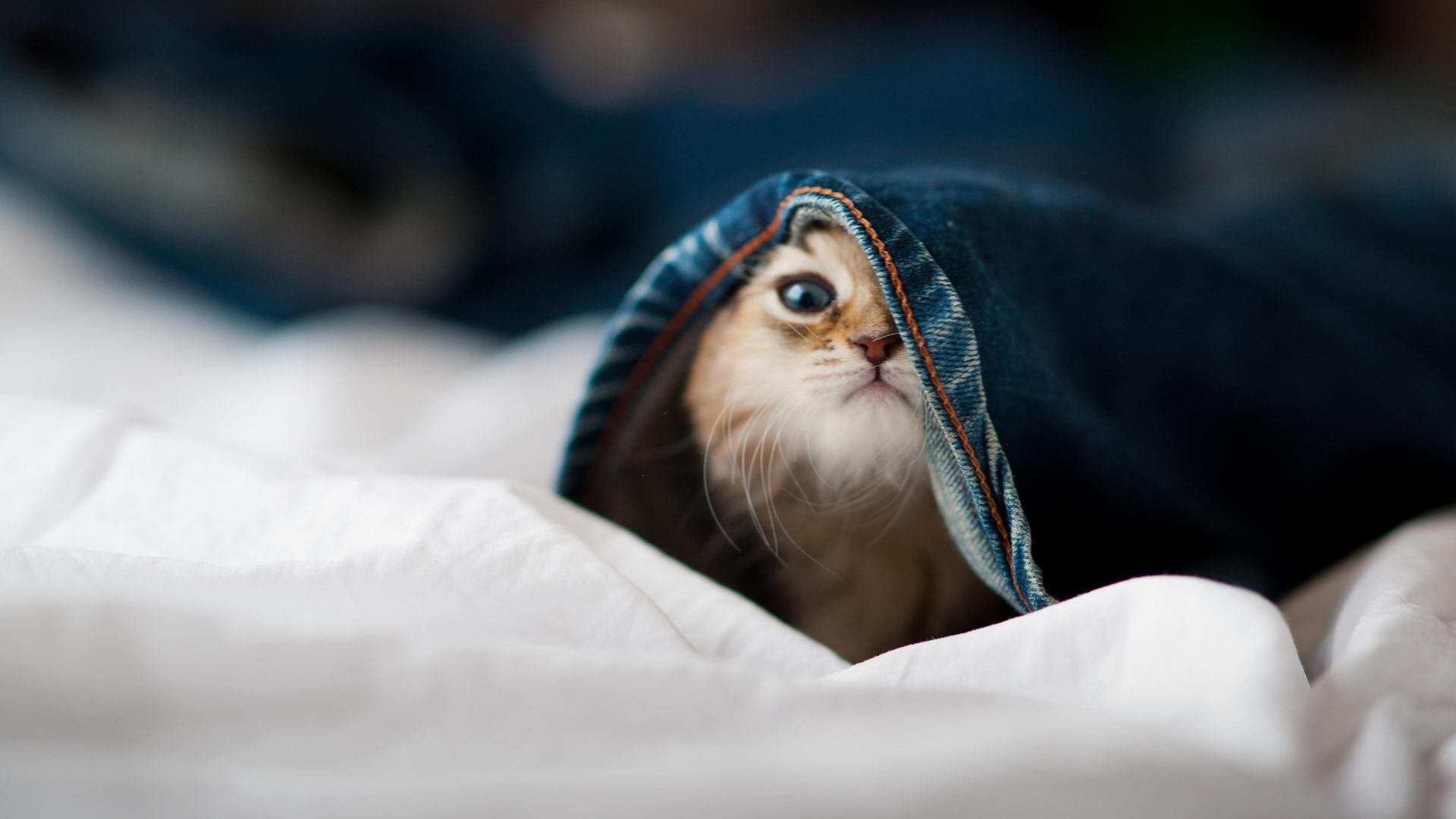 JIUYOU GAMING-森林狼主帅召开队内会议强调细节决定成败，森林狼主力