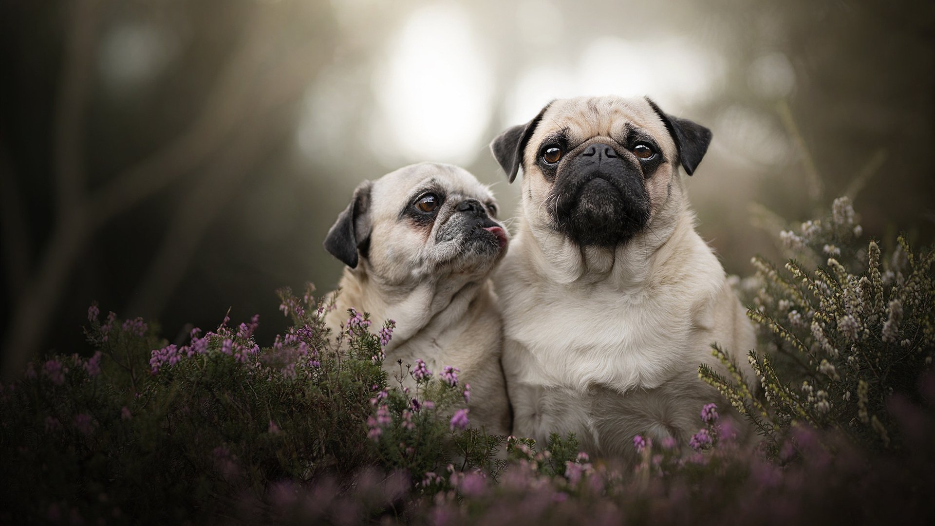欧洲杯战术创新:阵型变换带来全场高潮,欧洲杯造型