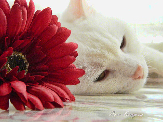 九游电脑版-篮球分析平台上线支持数据可视化提升战术研究效率，篮球分析软件排行榜