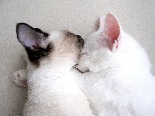 跳水难度升级波兰挑战极限，波兰跳伞